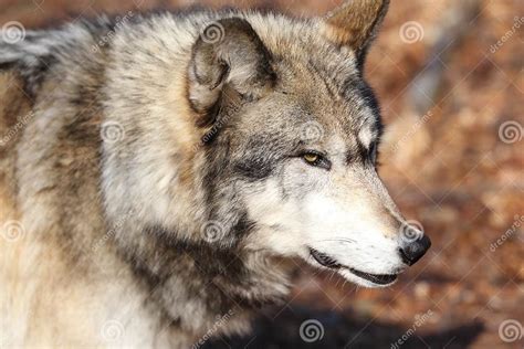 North American Gray Wolf Stock Photo Image Of Canvivore 23510770