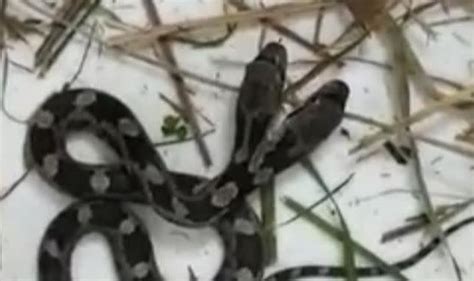 Rare Two Headed Snake Slithers Into Womans House