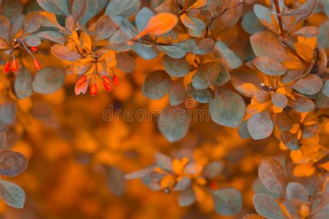 Autumn Barberry Shrub With Many Intertwined Branches With Berries Stock