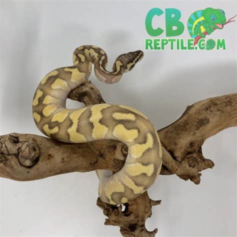 Pastel Butter Enchi Ghost Ball Python For Sale By Best Ball Python