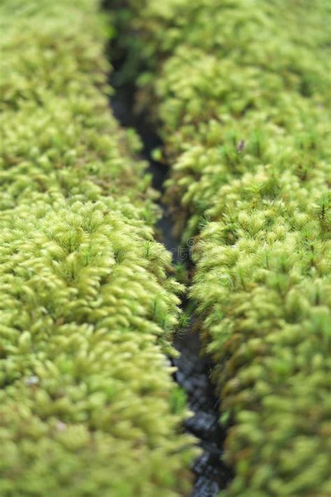 Green Moss Along Narrow Stream Stock Photo Image Of Autumn Flow