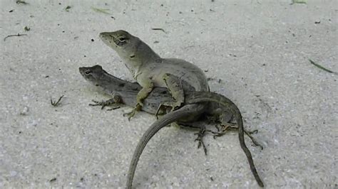 Caught Two Lizards Mating Youtube