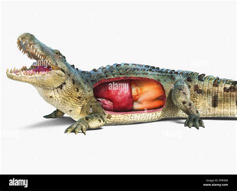 Digital Illustration Of Saltwater Crocodile With Internal Organs