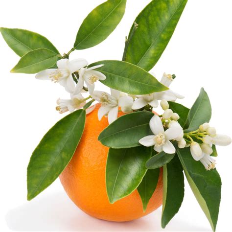 Bright Citrus Honeysuckle And Orange Blossom Are Enhanced With Hints