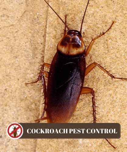 Pest Control Cockroaches At Best Price In Faridabad Id 25540444530
