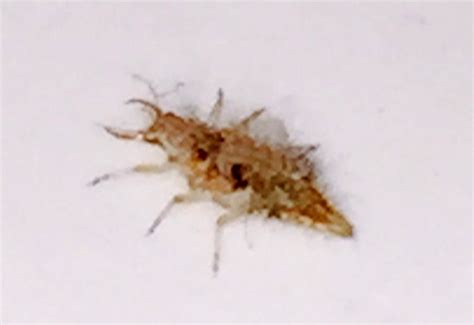 Lacewing Larva From Australia Whats That Bug