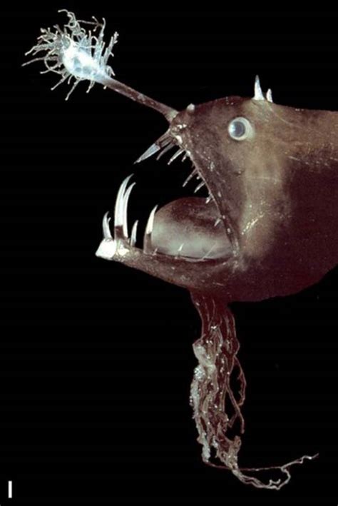 Lure Attracts Prey Anglerfishes Asknature