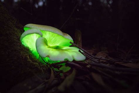 Front Toward Enemy Stuffed Mushrooms Photos Of The Week Glowing