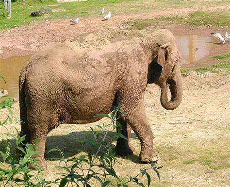 10 Incredible Asian Elephant Facts A Z Animals