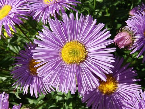 Purple Coneflowers Black Eyed Susans And Michaelmas Daisies Dengarden