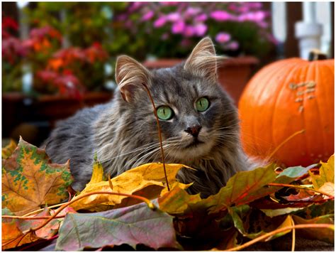 Wallpaper Autumn Leaves Cat Chat Herbst Kitty Gato Katze