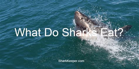 What Do Sharks Eat Shark Keeper
