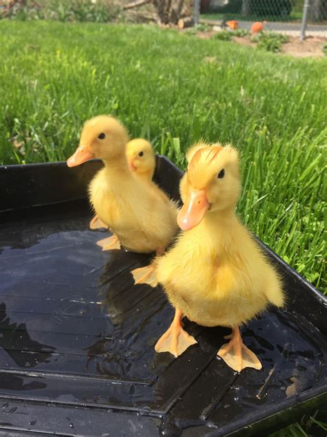 Raising Pekin Ducks Backyard Poultry Magazine Cute Ducklings Pet