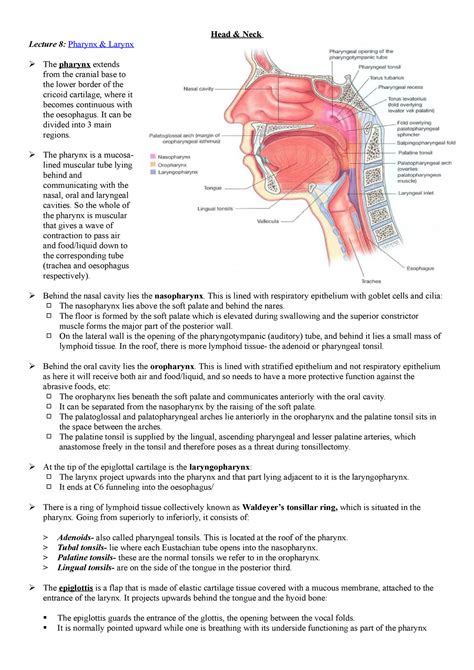Lec 8 Pharynx And Larynx Lecture Notes 8 Head And Neck Lecture 8
