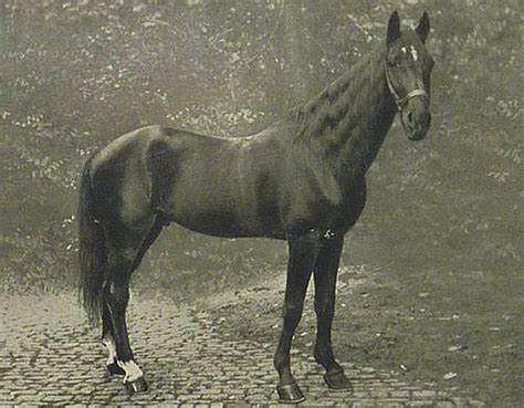 orlov horse info origin history pictures