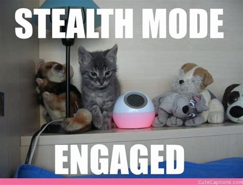 Stealth Mode Engaged Kitty Funny Cats Funny Pictures
