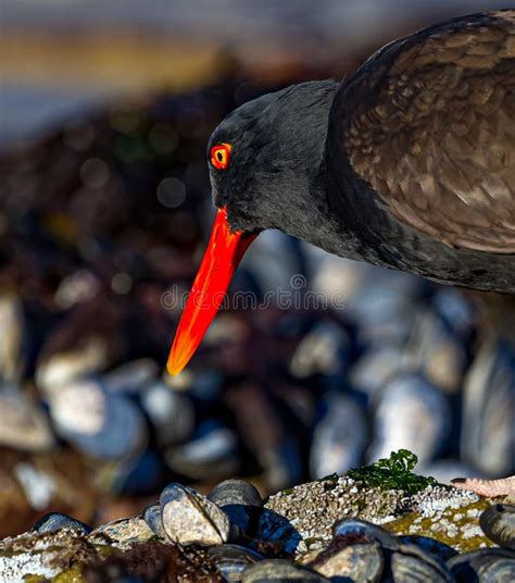 Bright Red Beak And Eye Of The Oystercatcher Bird Stock Image Image