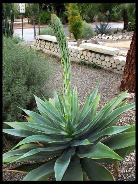 This is because a well drained soil is critical for keeping the water from rotting the roots off the plant. Fabulous huge succulent with flower stem emerging | Huge ...