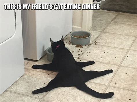 20 Funny Examples Of Cat Logic