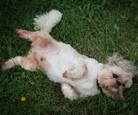 What Are The Causes And Remedies For Shih Tzu Itching Shih Tzu Buzz
