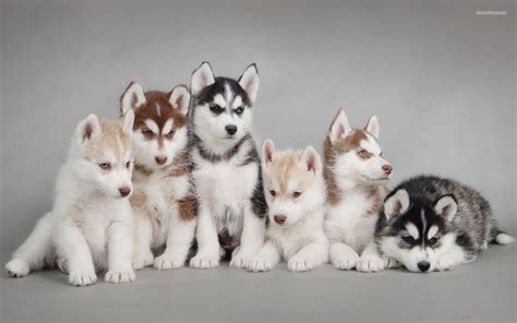 Miniature Alaskan Husky Dogs And Puppies Pinterest