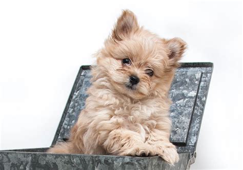 Pomeranian Poo Puppies Pomapoo Pomeranian Poodle Mix Info Temperament