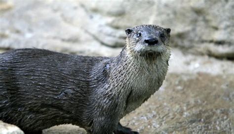 River Otters In Texas Protected And On The Rebound Celestialpets