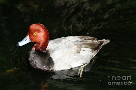 Male Redhead Duck Photograph By Christiane Schulze Art And Photography