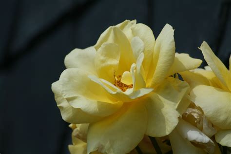 Yellow Roses Blooming Close Up Free Image Download