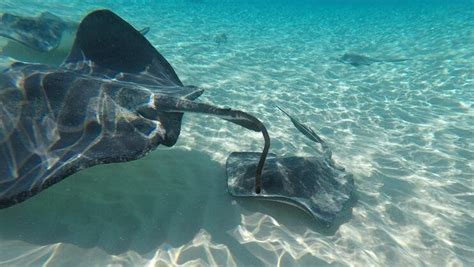 the 15 best stingray city tours in grand cayman 2024 small groups