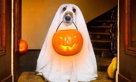 15 Diy Dog Halloween Costumes To Try In 2022
