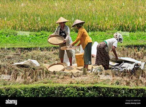 Three Women Working In The Fields During Rice Harvest Tegallelang Near Ubud Bali Indonesia