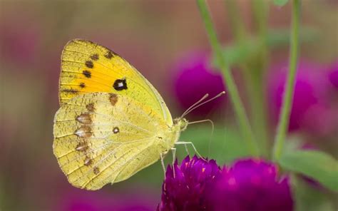 Clouded Yellow Butterfly Identification Life Cycle And Behavior