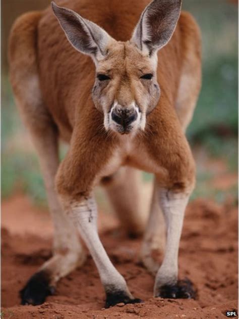 Giant Kangaroos Walked On Two Feet Bbc News