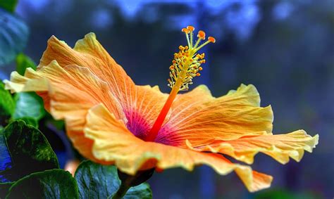 Hd Wallpaper Hibiscus Full Bloom Orange Yellow Nature Flower