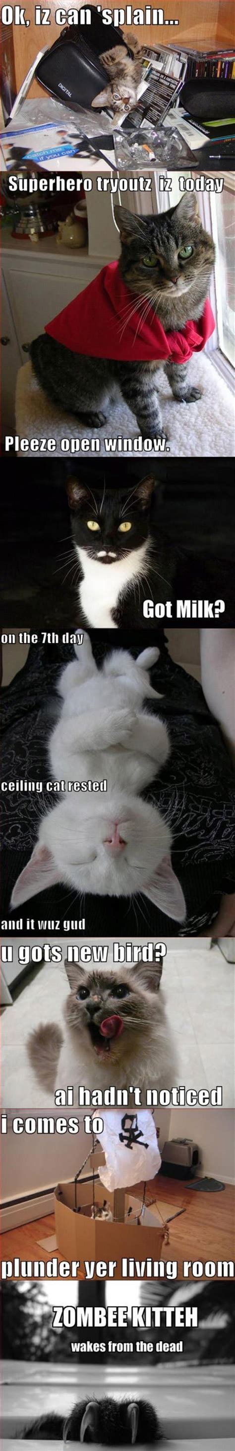 Another Lolcat Compilation