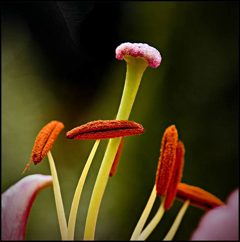 On Black Stamens And Pistil By Ktdee Large