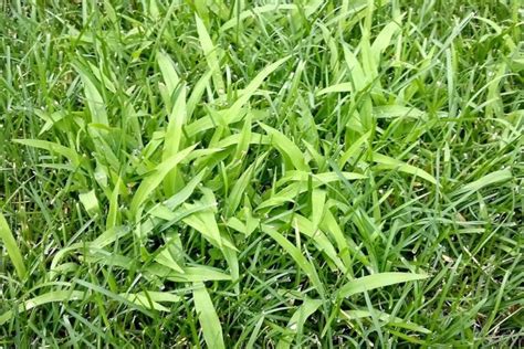 Weed Of The Month Series Coarse Tall Fescue Organo Lawn