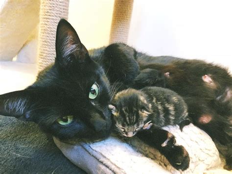 When it comes to raising kittens, the philosophy is pretty similar to that of bringing up children. Cat Mom Gets Help Just in Time So Her Kittens Can Be Safe ...