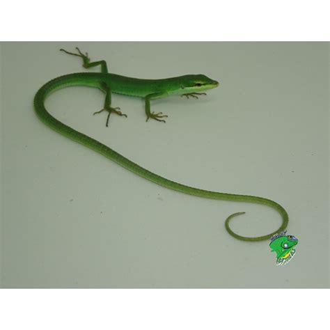 Green Long Tail Lizard Adult Males Only Strictly Reptiles Inc