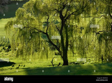 Weeping Willow Tree Photography
