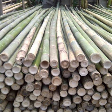 Jual Bambu Steger Begesting Cor Panjang 6 Meter Super Murahhhhh Kab