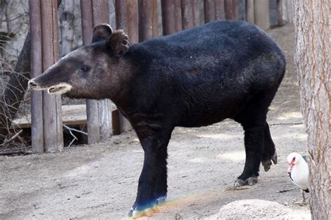 Rare Mountain Tapir Passes at Cheyenne Mountain Zoo, Prompting