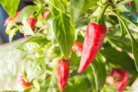 Hot Chili Pepper With Red Fruits Growing On A Bush Close Up Stock