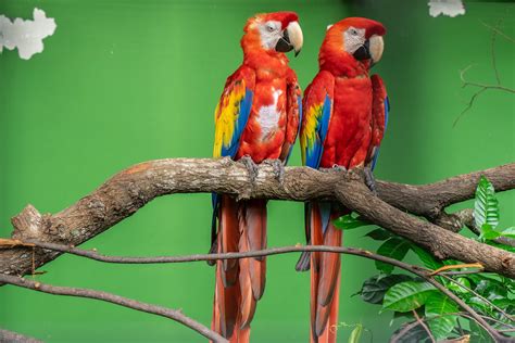 Birds Parrots Ara Genus Two Branches Beak Hd Wallpaper Rare