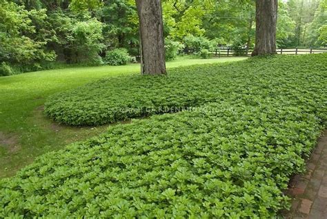 Ground Cover Lawn Pachysandra In 2020 Ground Cover Plants Lawn