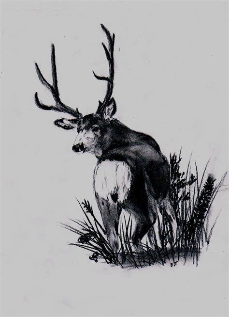 Mule Deer Drawing By Teelemily Dragoart