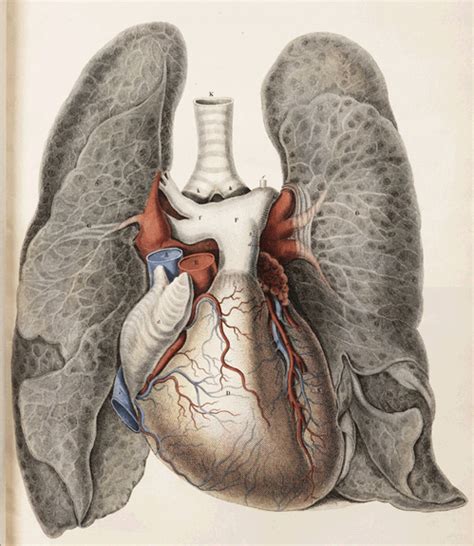Corazon  Animado Anatomia