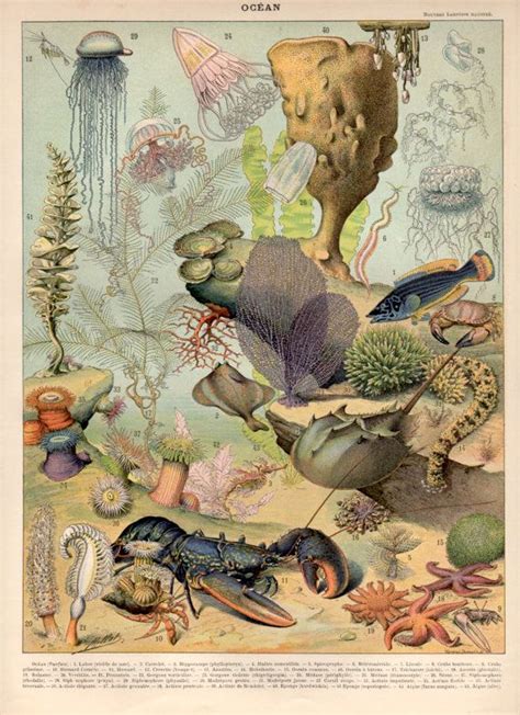 Underwater Seascape Antique Print 1897 Lithograph By