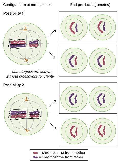 What Is The Main Event Of Interphase Learn About The Stages Of Meiosis